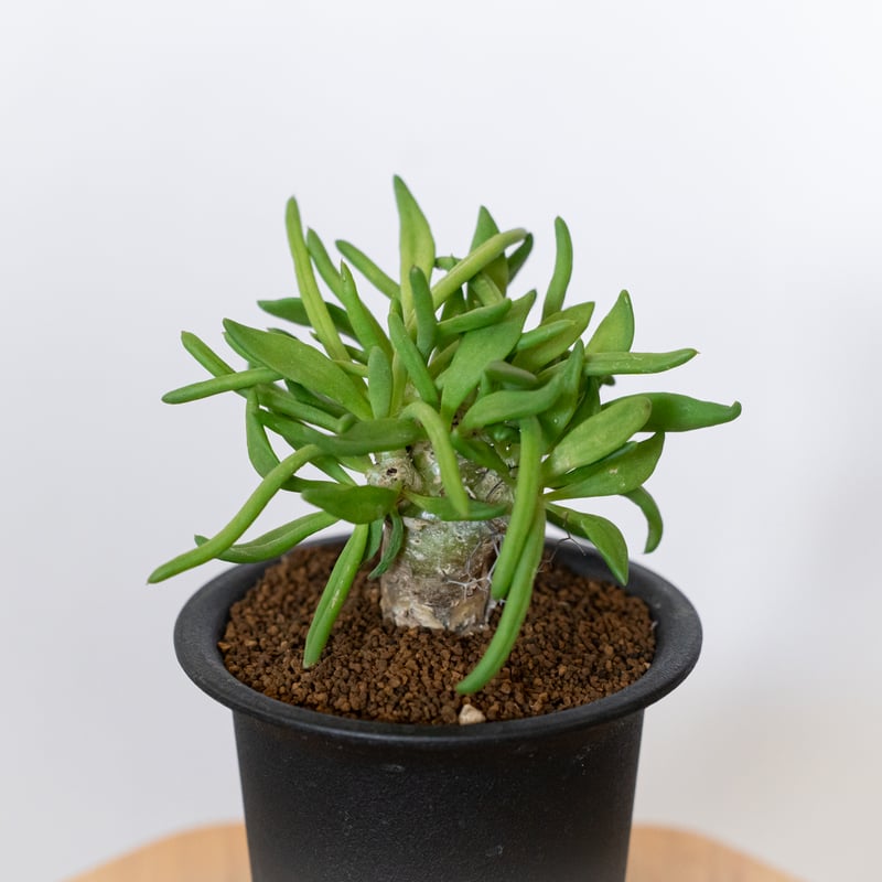 万物想 チレコドン レティキュラーツス 実生 Tylecodon reticulatus