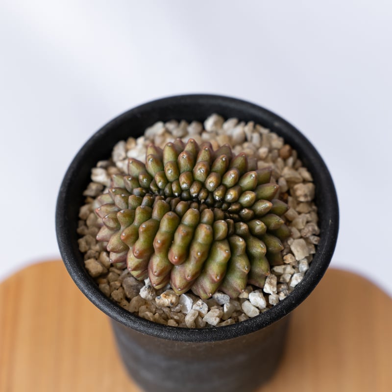 ギムノカリキウム 刺無牡丹玉 Gymnocalycium mihanovichii サボテン