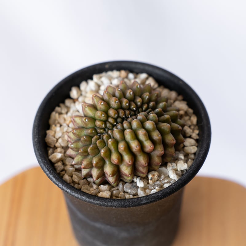 ギムノカリキウム 刺無牡丹玉 Gymnocalycium mihanovichii サボテン