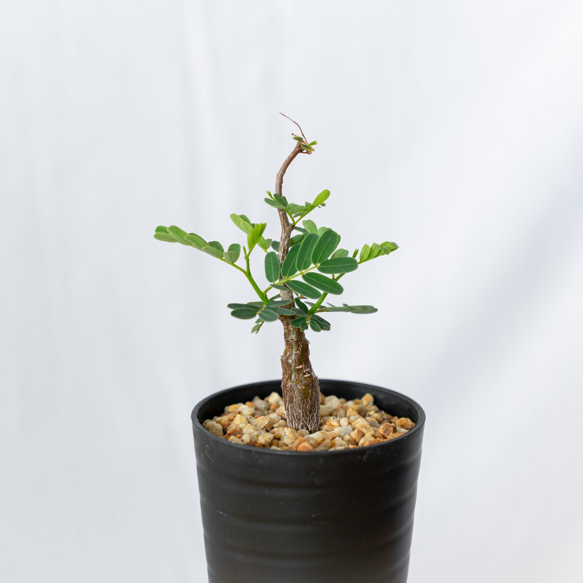 センナ メリディオナリス Senna Meridionalis 灌木コーデックス