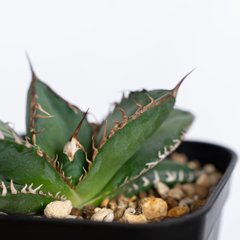 アガベ チタノタ 悪魔くん TC株 Agave titanota Bakemono 多肉植物 アガベ チタノタ 悪魔くん TC株 Agave titanota Bakemono 多肉植物