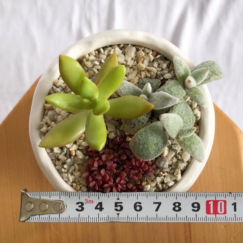 多肉植物 寄せ植え 鉢セット インテリア 多肉植物 観葉植物 珍奇植物