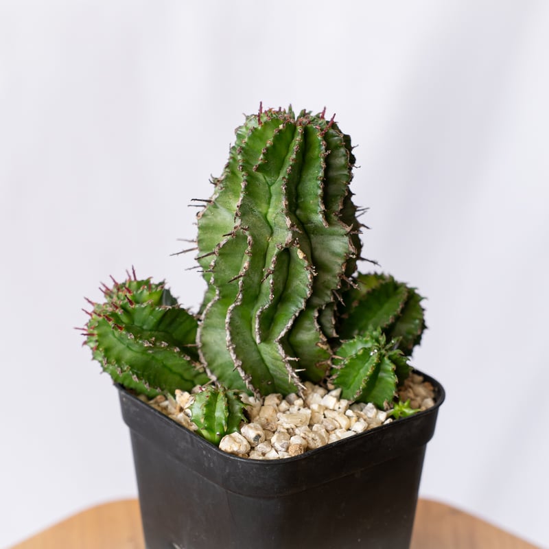 ユーフォルビア ポリゴナ Euphorbia polygona 多肉植物 珍奇植物 静岡