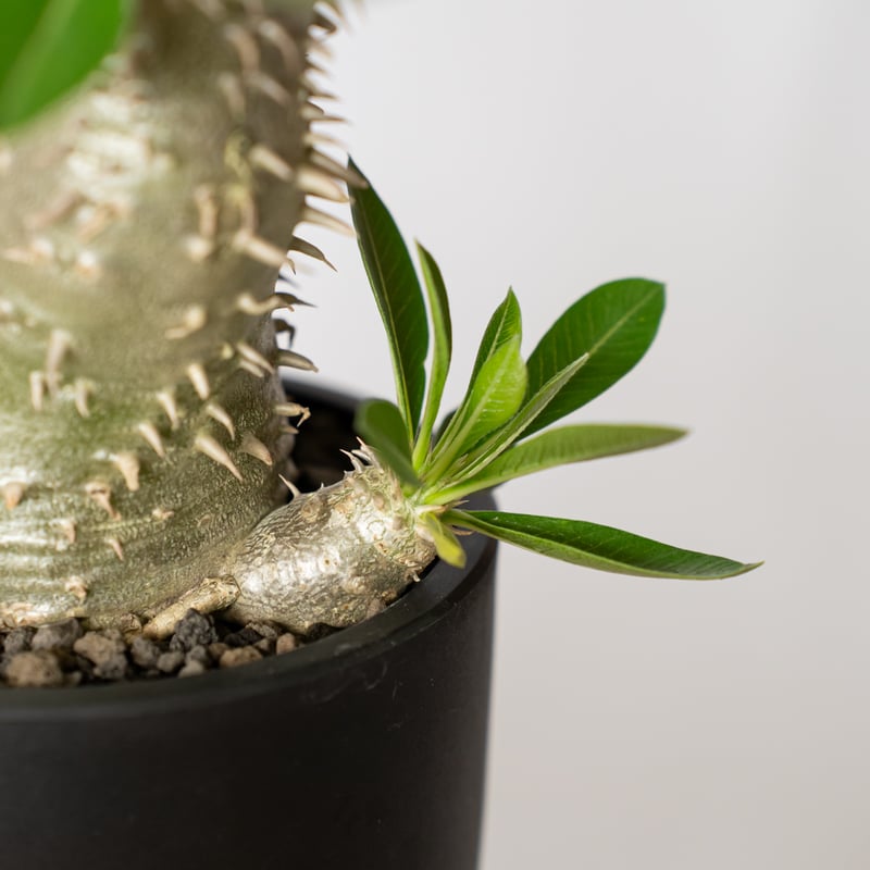 パキポディウム 恵比寿大黒 実生 美株 Pachypodium Densicaule 塊根植物