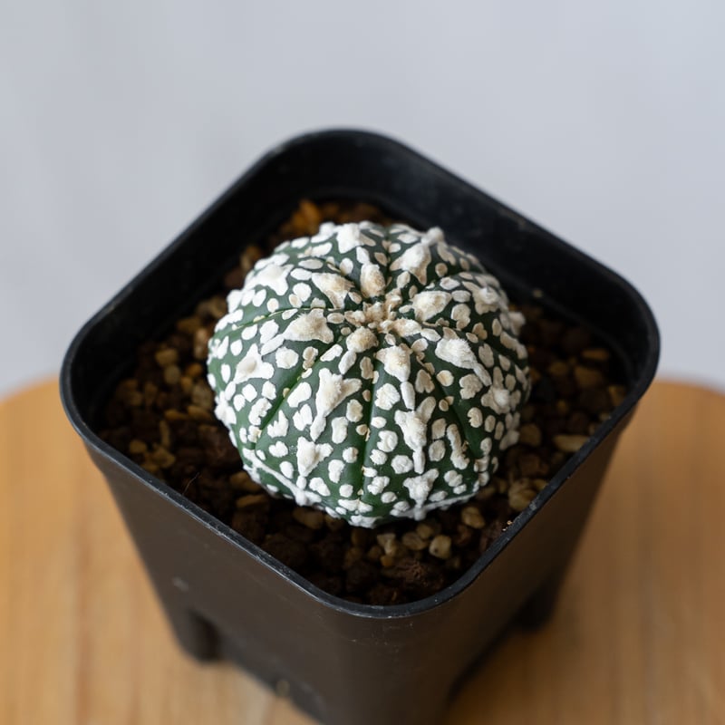 アストロフィツム スーパー兜 Vタイプ アロータイプ 実生 Astrophytum