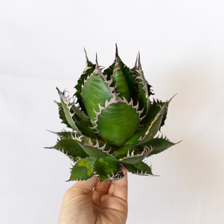 アガベホリダ | STORES