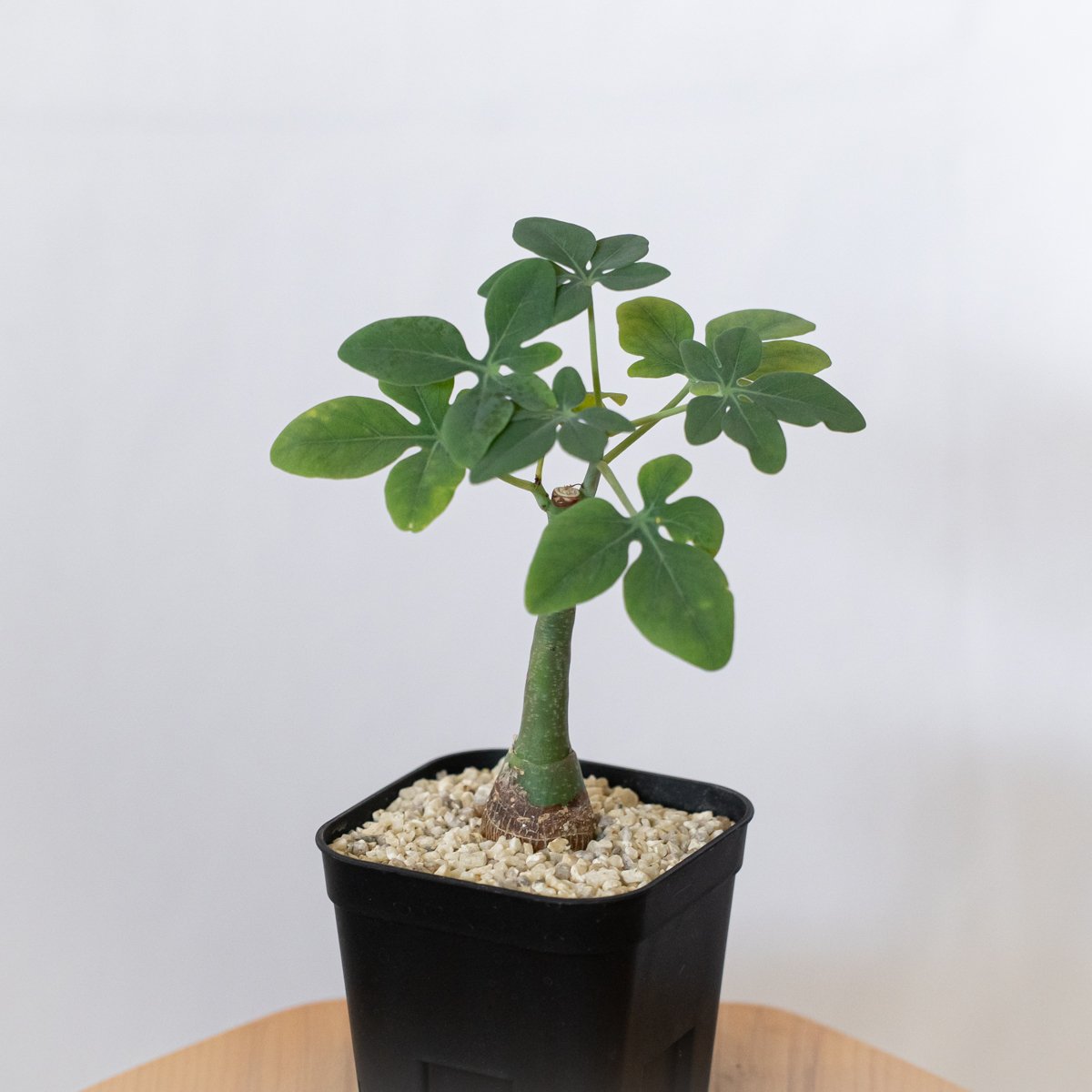 アデニア グラウカ 幻蝶かずら 実生 Adenia glauca 塊根植物