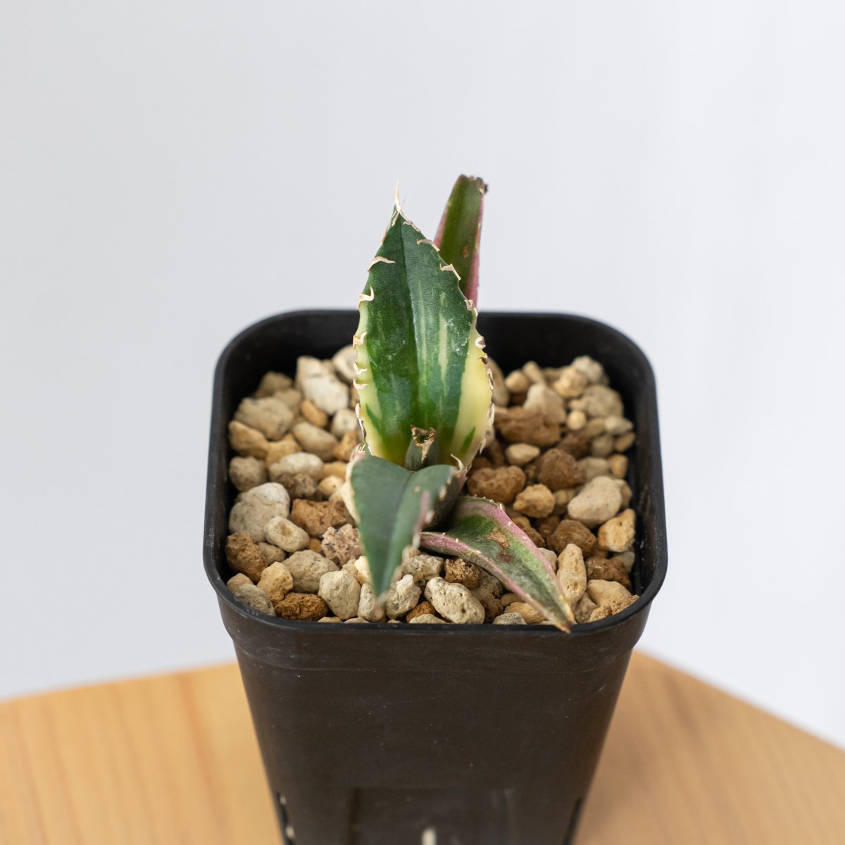 アガベモンタナ　白覆輪 アガベ チタノタ ''白鯨錦' 白覆輪 Agave titanota 'White Whale