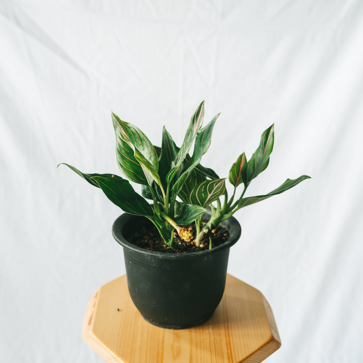 アグラオネマ ロタンダム aglaonema 観葉植物 静岡 ANTIDOTE 通販