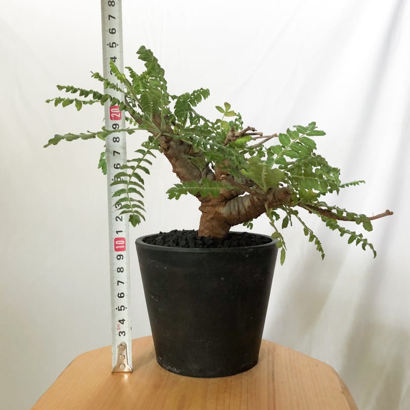 ボスウェリア ネグレクタ Boswellia neglecta 多肉植物 珍奇植物 静岡