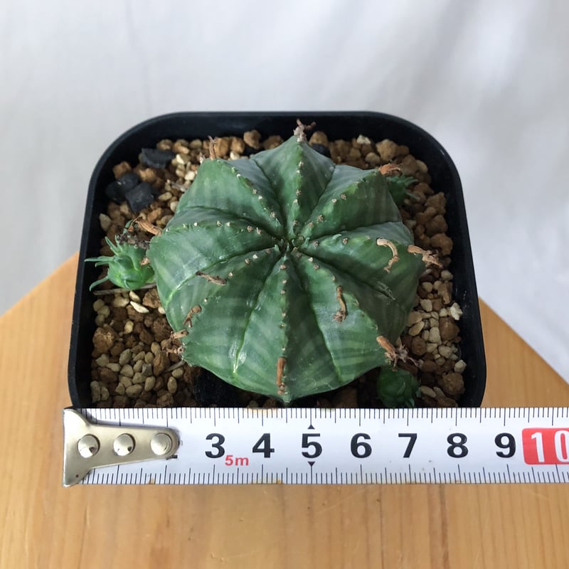 ユーフォルビア バリダ 子株付き 実生 Euphorbia super valida 多肉植物