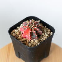 ギムノカリキウム ミハノビッチ 実生 緋牡丹錦 ヒボタンニシキ Gymnocalycium mihanovichii サボテン 多肉植物 珍奇植物 静岡 ANTIDOTE 通販 S1373