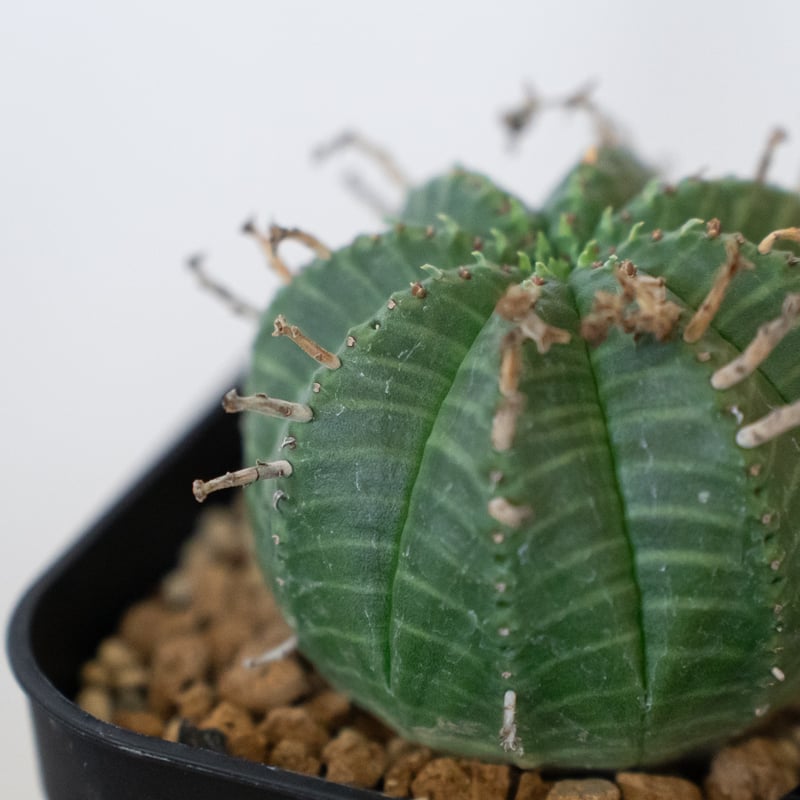 ユーフォルビア バリダ 実生 Euphorbia super valida 多肉植物 珍奇植物
