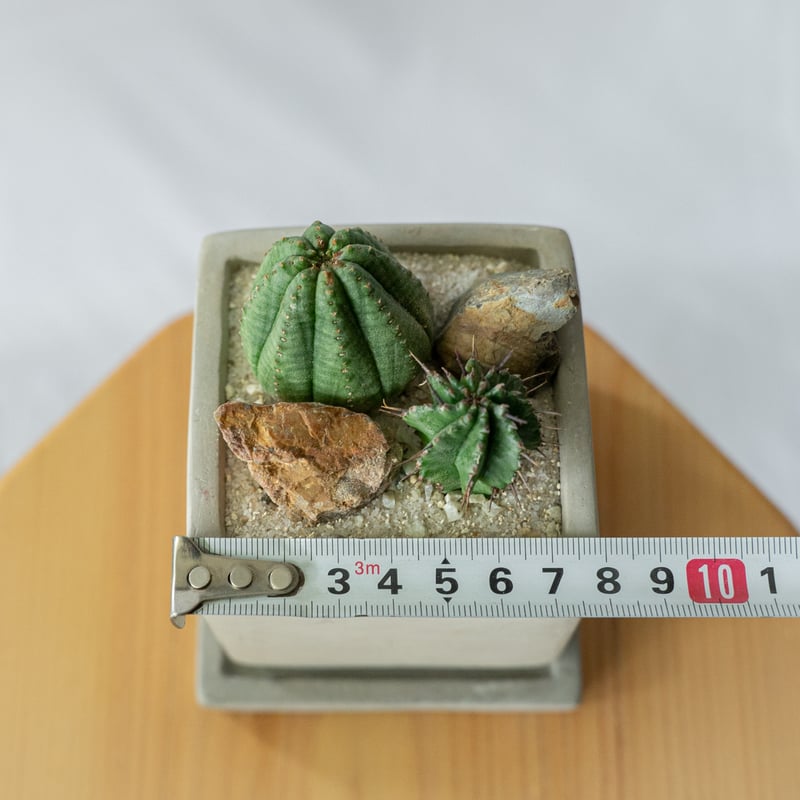 ユーフォルビアオベサ×ホリダ　4点セット ハイブリッド】大株 雌雄同体 Euphorbia obesa×horrida交配 オベサ