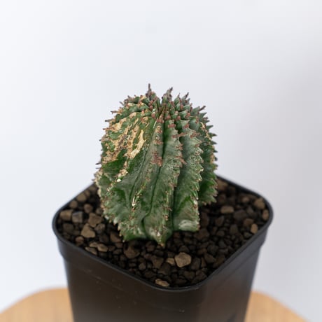 ユーフォルビア ホリダ Euphorbia horrida 多肉植物 珍奇植物 ANTIDOTE 静岡 通販 S1141