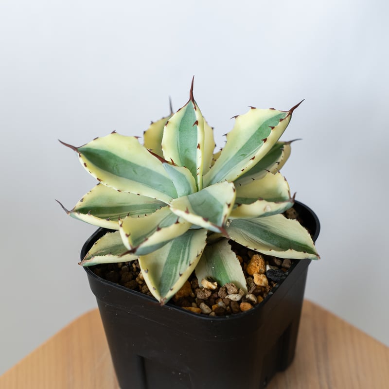 アガベ チタノタ 吉祥冠錦 OC株【発根管理中】斑入り Agave potatorum