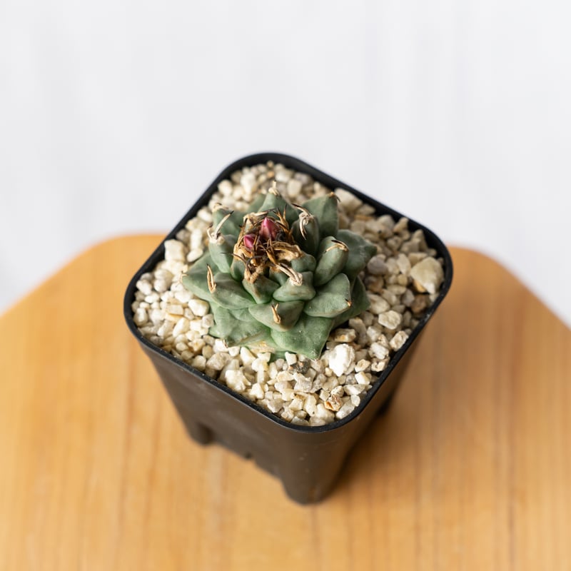 ツルビニカルプス アロンソイ 実生 Turbinicarpus alonsoi サボテン