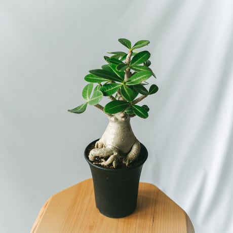 塊根植物・コーデックス 140 158_6c807270-c107-4da2-868b-