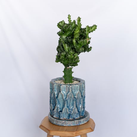 ユーフォルビア マハラジャ 鉢セット Euphorbia lactea 塊根植物 多肉植物 珍奇植物 静岡 ANTIDOTE 通販 S1170