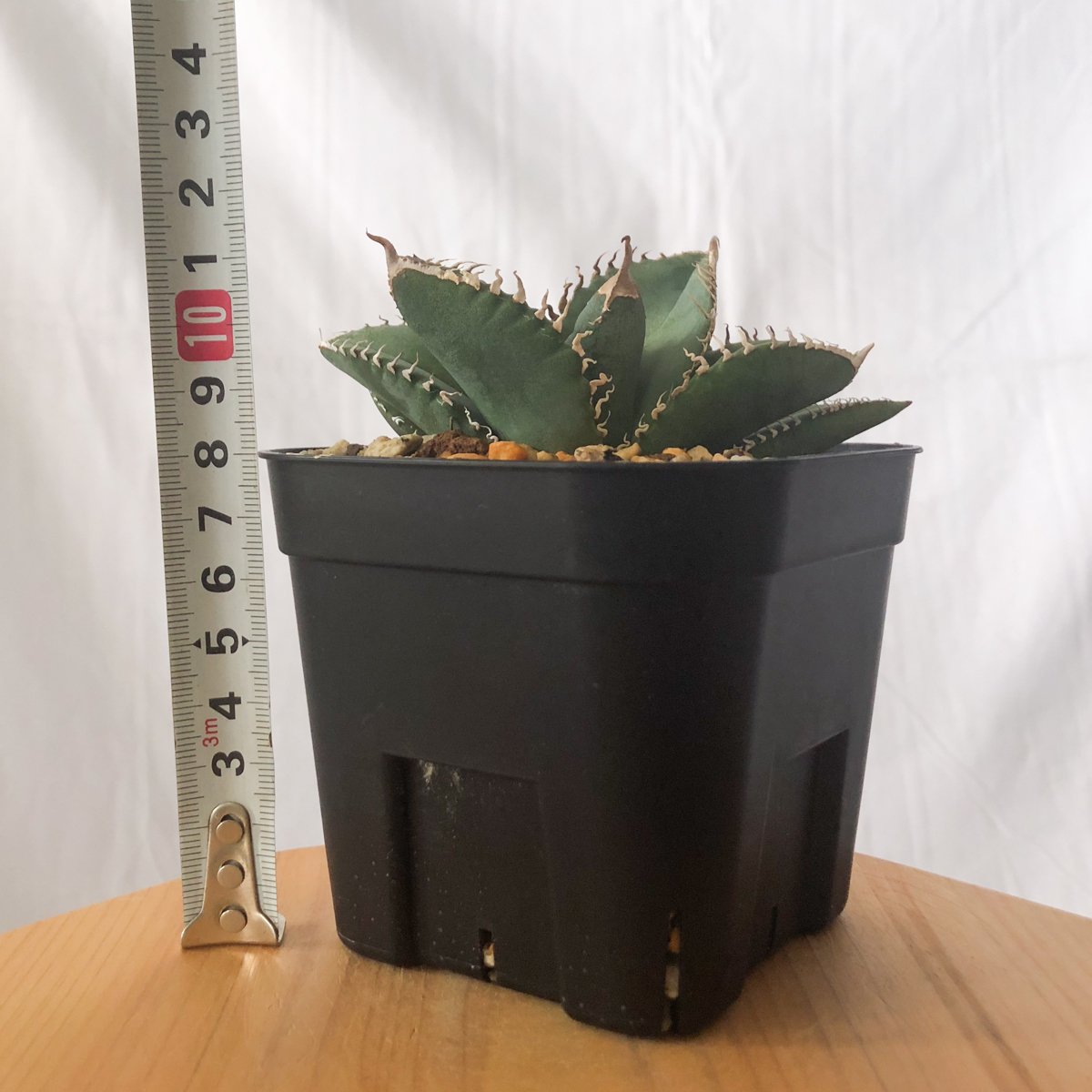 アガベ チタノタ 悪魔くん【発根管理中】TC株 Agave titanota 多肉植物