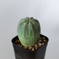 ユーフォルビア オベサ 実生 Euphorbia obesa 多肉植物 珍奇植物 静岡 ANTIDOTE 通販 S1431