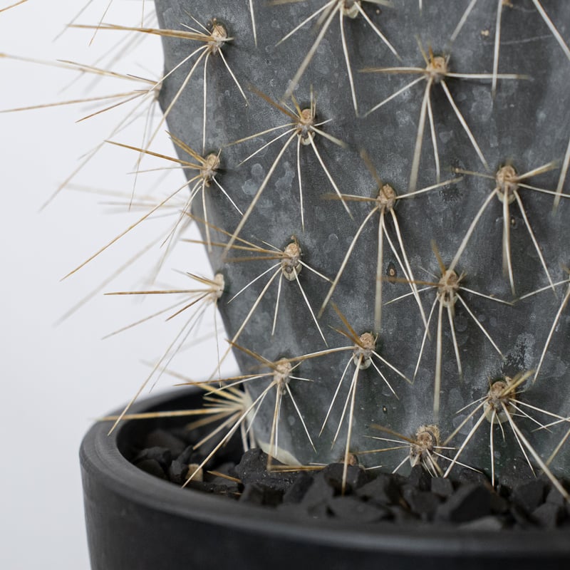 オプンチア ガラパゴス団扇 実生 Opuntia galapageia サボテン 多肉