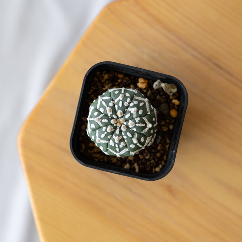 アストロフィツム スーパー兜 Vタイプ アロータイプ 実生