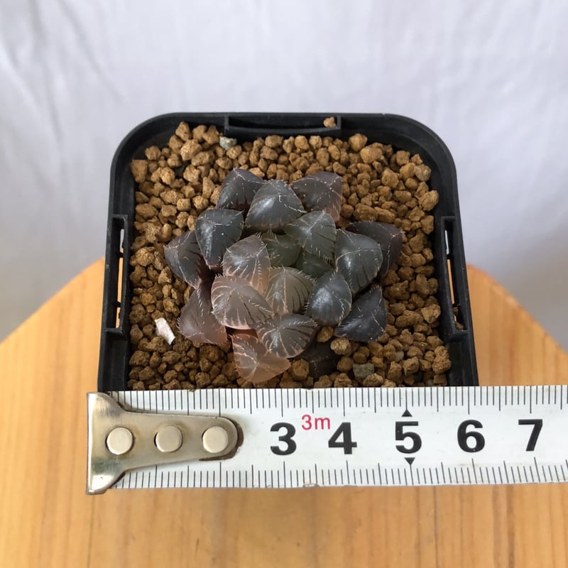 ハオルチア ブラックオブツーサ錦 Haworthia obtusa Black 多肉