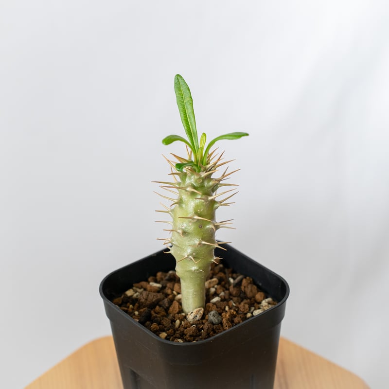 パキポディウム アンボンゲンセ 実生 Pachypodium ambongense