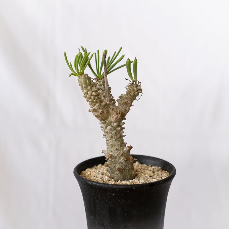 チレコドン ワリチー 奇峰錦 実生 Tylecodon wallichii コーデックス