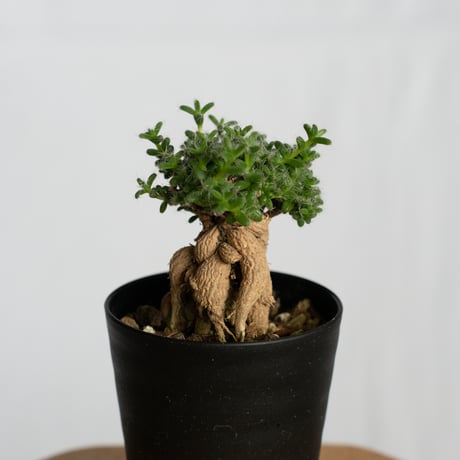 トリコディアデマ ブルボスム 姫紅子松 実生 Trichodiadema bulbosum 盆栽 塊根植物 コーデックス 多肉植物 珍奇植物 静岡 ANTIDOTE 通販 S1277