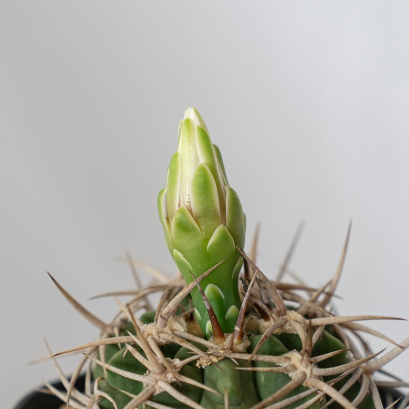 ギムノカリキウム フェロシオール 美株 実生 Gymnocalycium hybopleuru