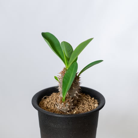 ユーフォルビア ハイブリッド  実生 パルビメデューサエ×ミリー ハナキリン　Euphorbia hybrid 多肉植物 珍奇植物 静岡 ANTIDOTE 通販 S1498