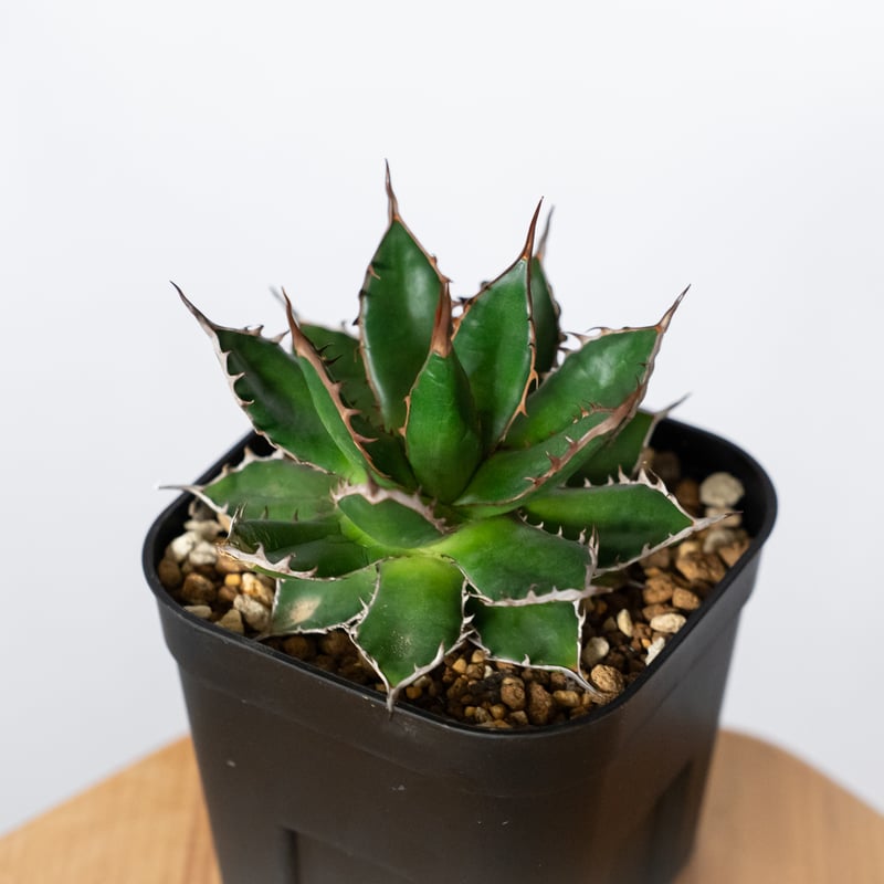 アガベ 姫ホリダ OC株【発根管理中】Agave horrida 多肉植物 珍奇植物