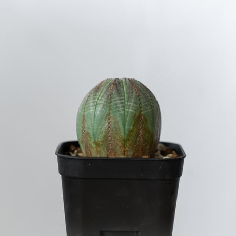 ユーフォルビア オベサ 実生 Euphorbia obesa 多肉植物 珍奇植物 静岡 ANTIDOTE 通販 S1430