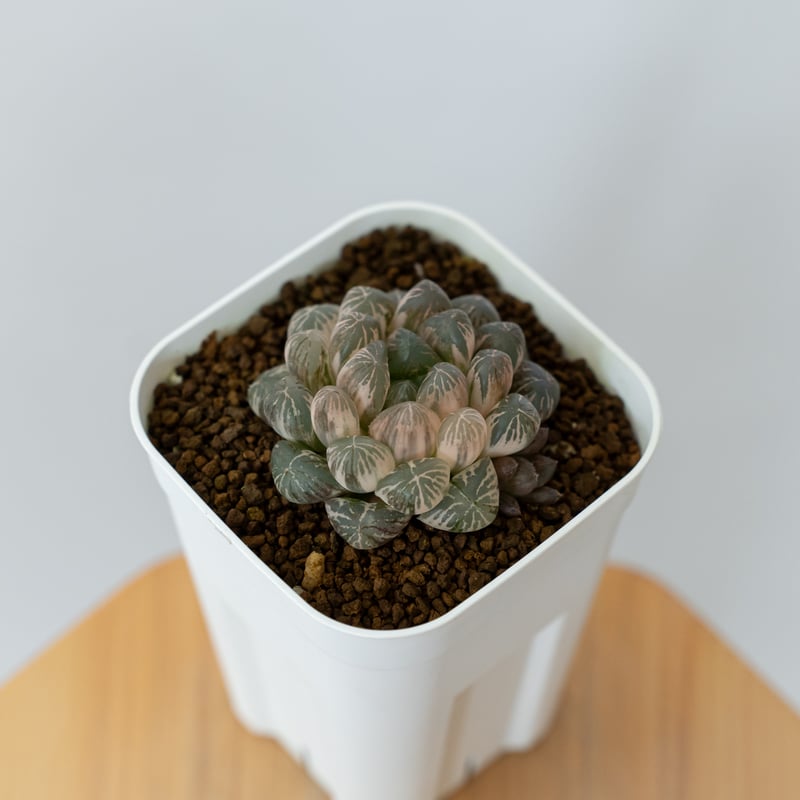 24d ハオルチア　多肉植物　白蓮花錦　自家繁殖 8N ハオルチア 多肉植物 白蓮花オブツーサ錦糊斑 自家繁殖 52M
