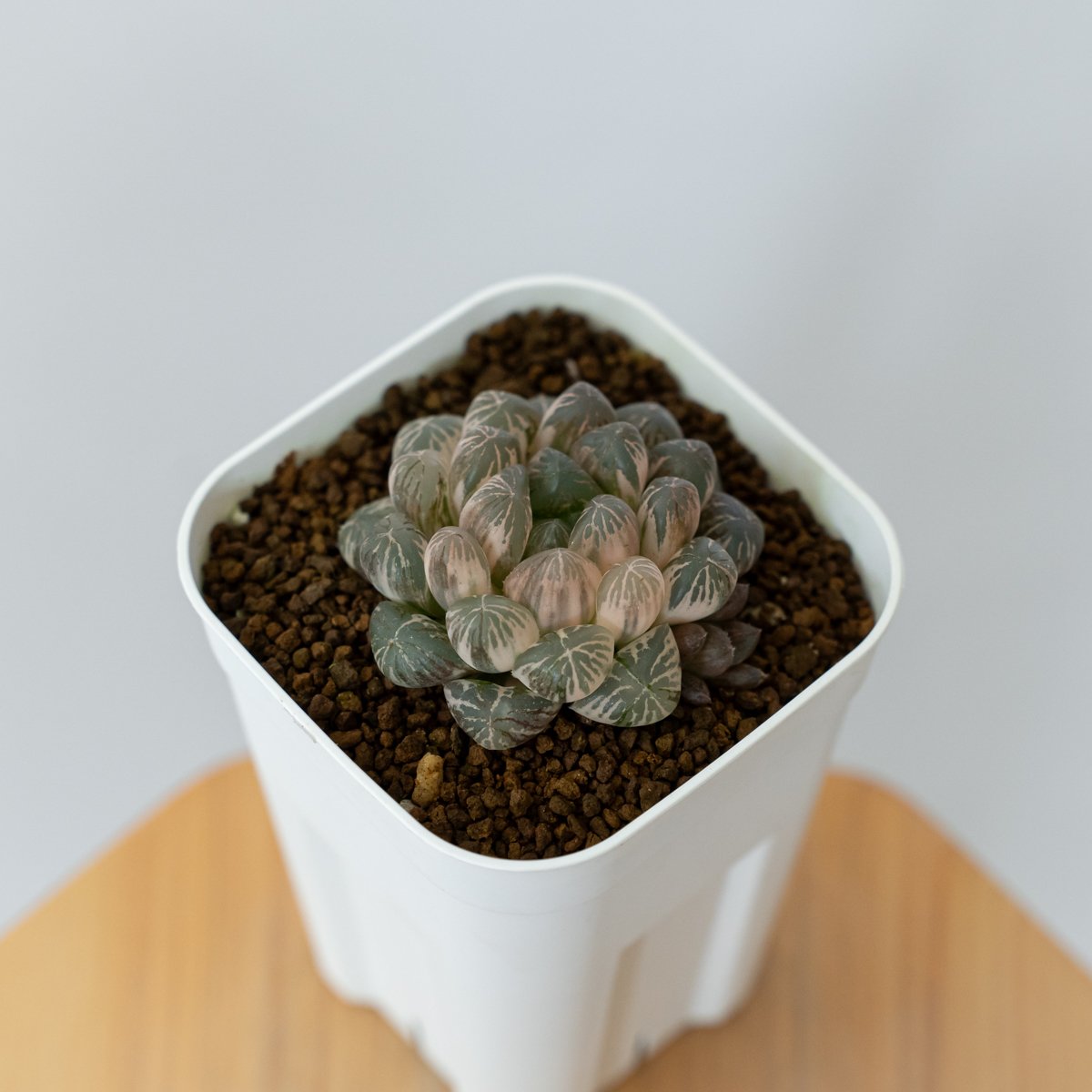 ハオルチア オブツーサ錦 舞姫錦 Haworthia obutusa 'Maihime