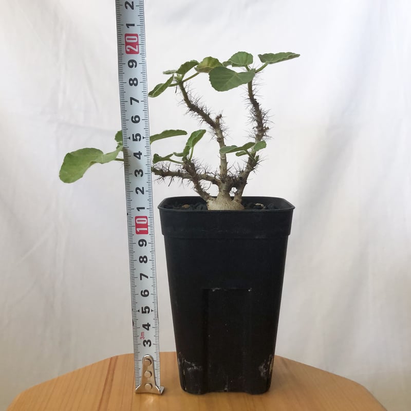 ヤトロファ マルギナータ 実生 jatropha marginata 塊根植物