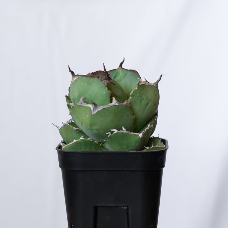 アガベ チタノタ 純血ジャガーノート 美株 OC株 Agave titanota Jugger