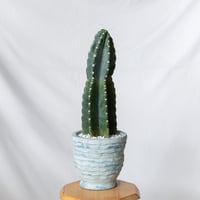 【美株】 アストロフィツム亀甲兜 国内実生株 塊根植物 サボテン アストロフィツム 亀甲兜 Astrophytum 多肉植物 サボテン 珍奇植物