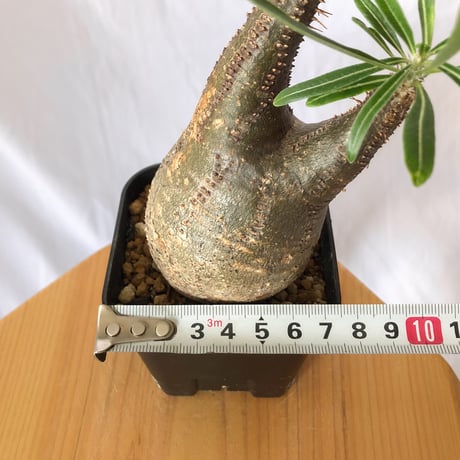 パキポディウム グラキリス pachypodhium Gracilius 塊根植物 コーデックス 多肉植物 珍奇植物 静岡 ANTIDOTE 通販 S398