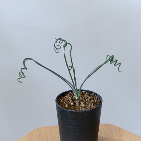 ナマクエンシス | STORES