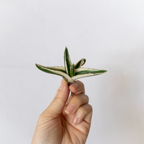 アガベ氷山 | STORES アガベ 氷山 23cmぐらい完璧美株 広葉 海外購入高級鉢