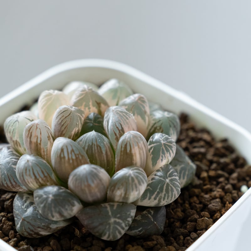 ハオルチア オブツーサ錦 舞姫錦 Haworthia obutusa 'Maihime