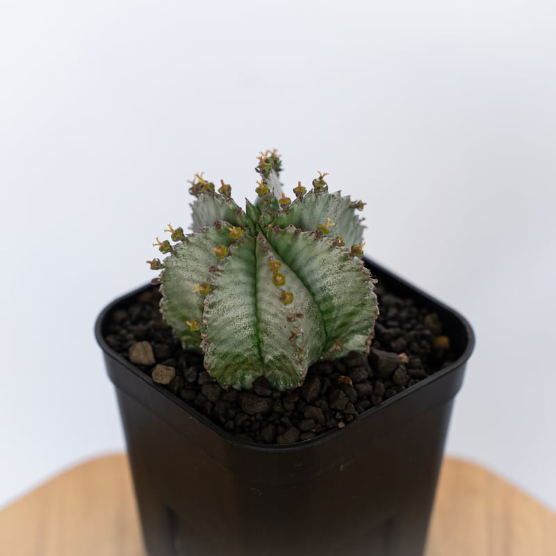 ユーフォルビア ホリダ 仔株付き Euphorbia horrida 多肉植物 珍奇植物