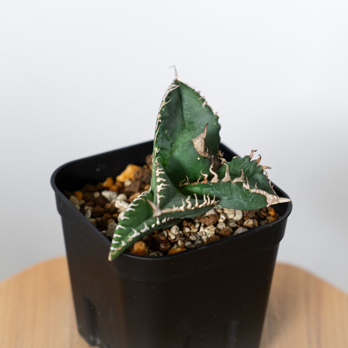 アガベ チタノタ 悪魔くん TC株 Agave titanota Bakemono 多肉植物