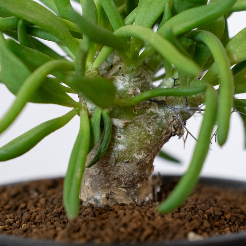万物想 チレコドン レティキュラーツス 実生 Tylecodon reticulatus