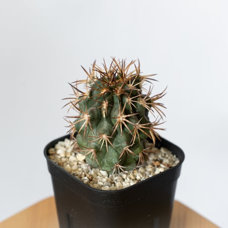 コピアポア　デュラ錦　ダブルヘッド　実生 コピアポア シネレア✖デュラ（実生） | hanayoshi-botanical