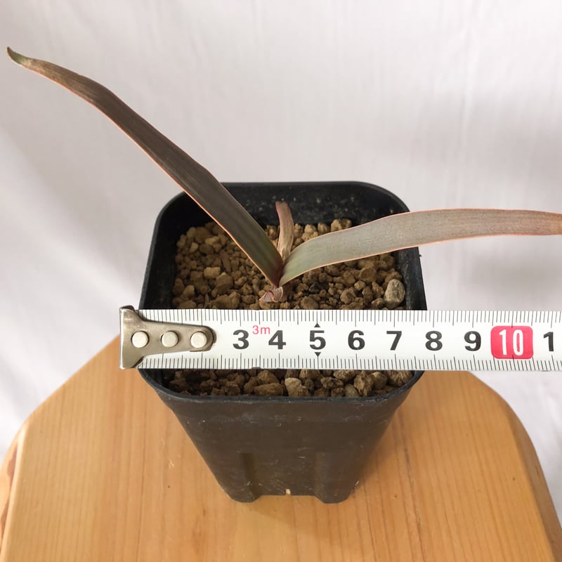 ウェルウィッチア 奇想天外 Welwitschia mirabilis サバクオモト キソウ