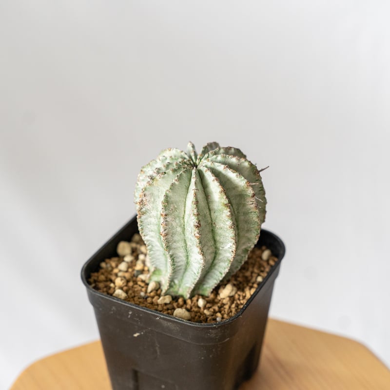 ユーフォルビア ホリダ Euphorbia horrida 多肉植物 珍奇植物 ANTIDOT